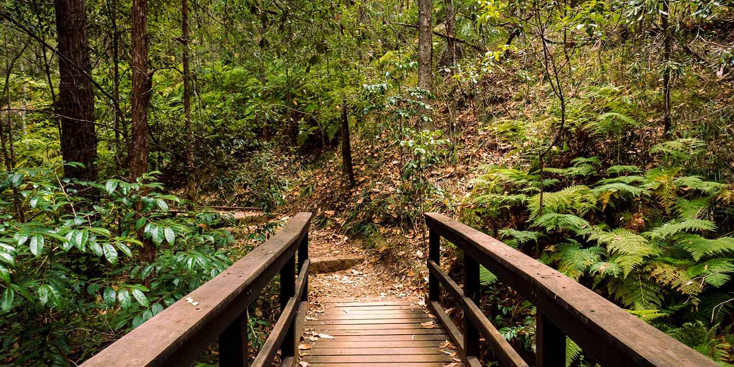 a forest hiking trail near Brier,WA