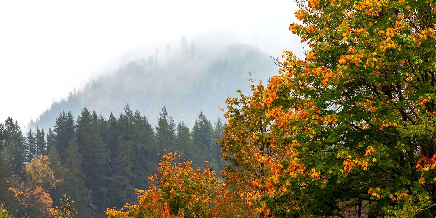 a dense forest with mist-covered mountains in the background near Gold Bar, WA