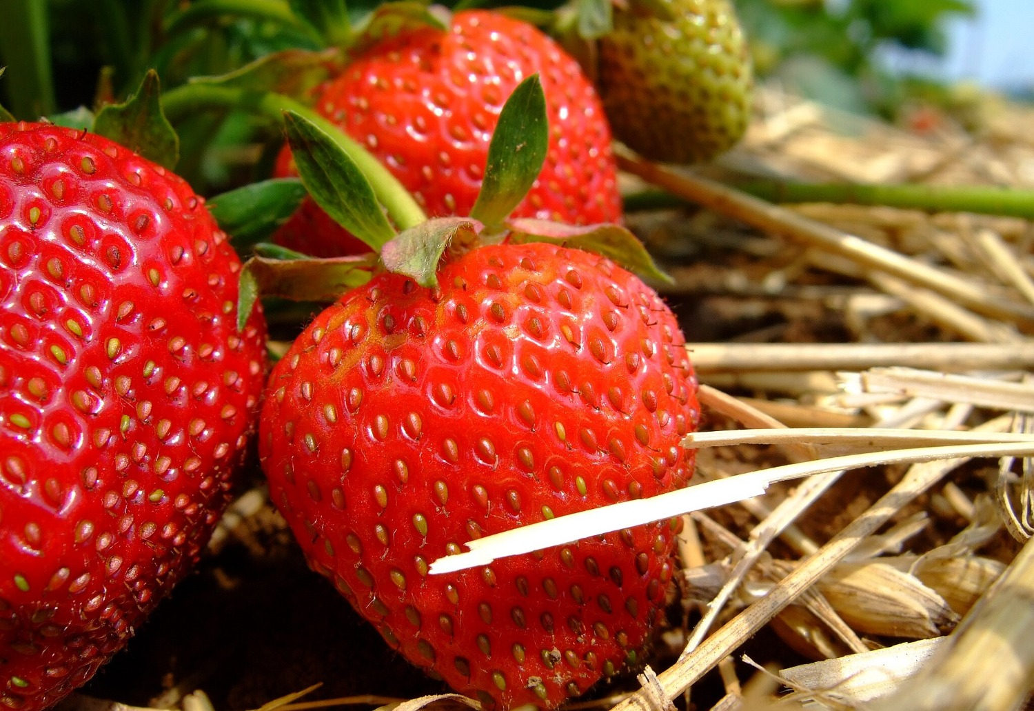 Image of a fresh strawberry.
